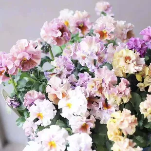 包邮 现货日本古风皱边角堇穴苗耐寒冬季 露天爆盆露天48 6株起售