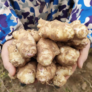 洋姜新鲜现挖当季 水果姜田野菊芋姜不辣洋生姜生吃姜凉拌鬼子姜