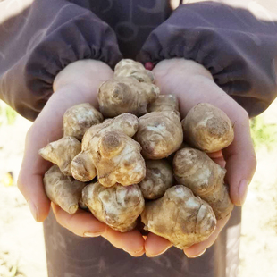 洋姜新鲜现挖田野当季 水果姜菊芋鬼子姜小个头圆洋生姜生吃泡菜用