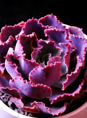 晚霞之舞多肉植物新手好养紫色肉肉植物薄叶系萌肉室内迷你小盆栽