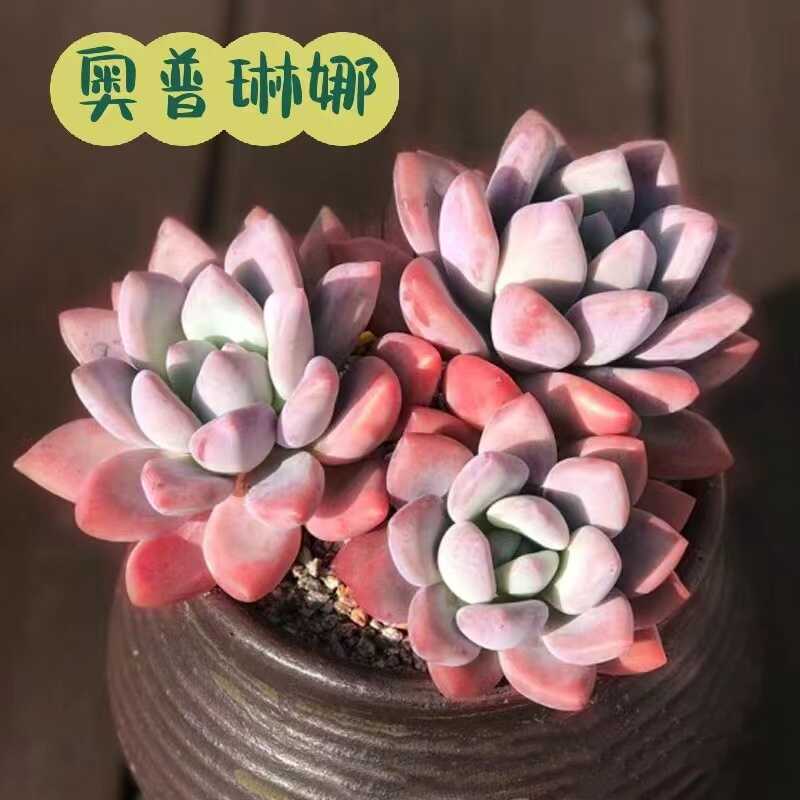 奥普琳娜多肉植物老桩群生厚叶肉肉奥胖室内阳台桌面绿植花卉盆栽