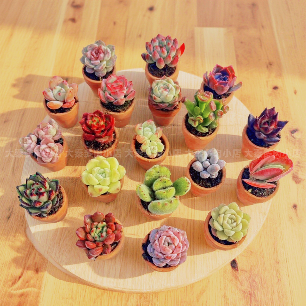 超萌迷你多肉植物组合套餐可爱肉肉土陶拇指盆栽好电脑桌面小盆栽,鲜花速递/花卉仿真/绿植园艺,多肉植物,淘宝优惠券,粉丝福利购,淘宝优惠卷
