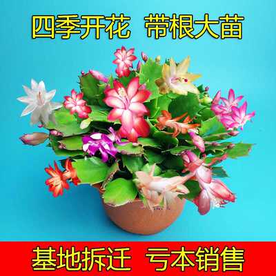 绿植四季开花多色室内蟹爪兰盆栽