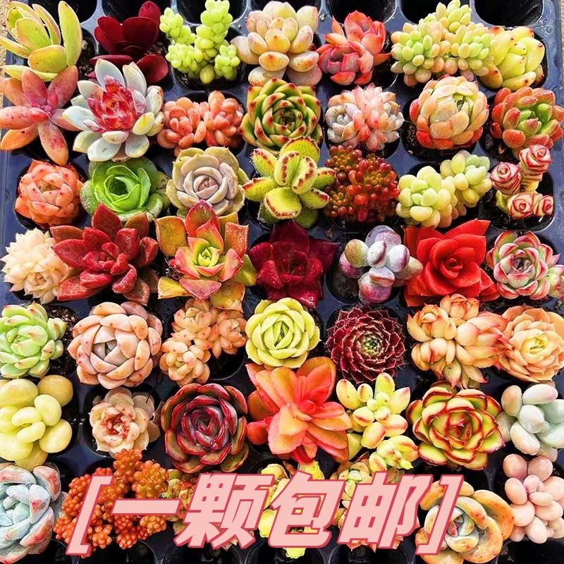 多肉植物组合盆栽绿植肉