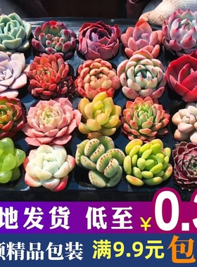 多肉植物组合盆栽套餐玉露桃蛋新手好养室内阳台精品肉肉带盆老桩