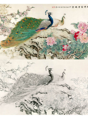 有步骤工笔画白描底稿孔雀素材