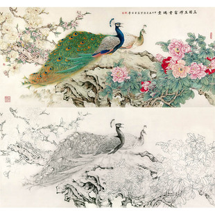 【有步骤】陈军《玉羽生辉富贵满堂》孔雀海棠百合工笔画白描底稿