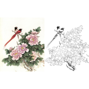 【有步骤】工笔画白描底稿临摹张秋怡牡丹《春意盎然》勾线打印稿