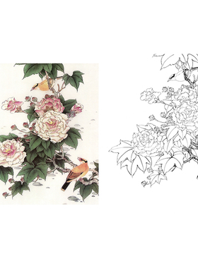 【有步骤】工笔画白描底稿张秋怡《芙蓉拒霜》临摹过稿打印线描稿