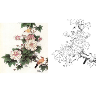 【有步骤】工笔画白描底稿张秋怡《芙蓉拒霜》临摹过稿打印线描稿