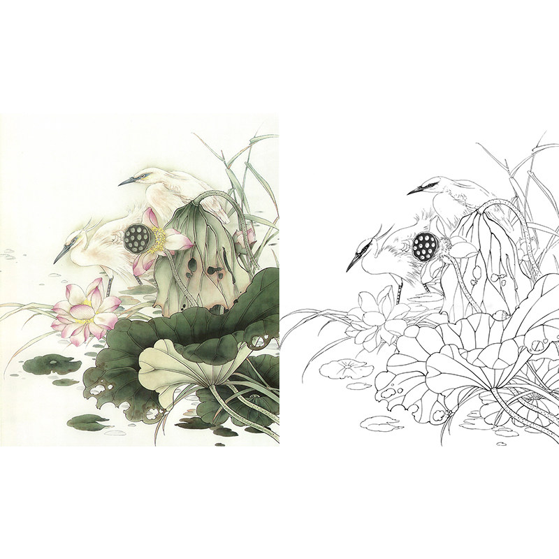 【有步骤】工笔荷花线描底稿白描底稿打印临摹张秋怡《清纯高洁》