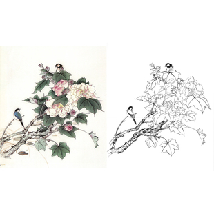 【有步骤】工笔画线描底稿临摹张秋怡《芙蓉醉秋》透稿打印白描稿