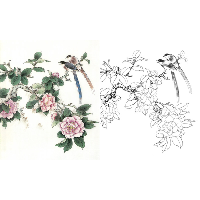 【有步骤】工笔画国画白描底稿临张秋怡山茶花《飘香送艳》打印稿