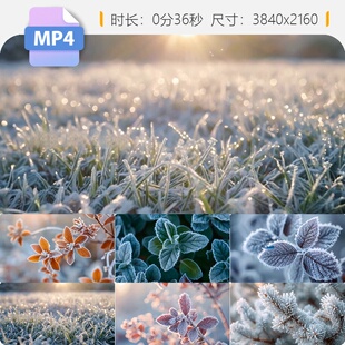 高清霜降冻雨极寒天气植物结冰晶雪节冬季早晨融化唯美田视频素材