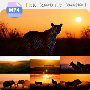 高清草原野生动物世界狮子豹子长颈鹿狼象群猎鬣狗犀牛河视频素材