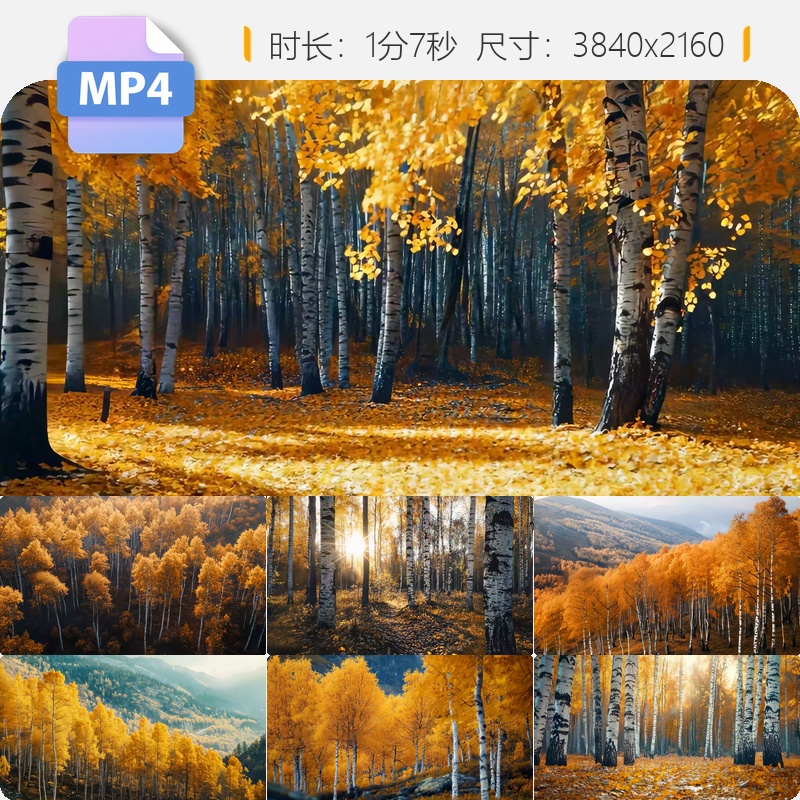 高清金秋白桦林航拍唯美金黄树叶东北内蒙古大自然森林视频素材