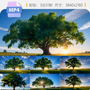 高清一棵繁茂大树在阳光草地间展现自然生命力与唯美风景视频素材