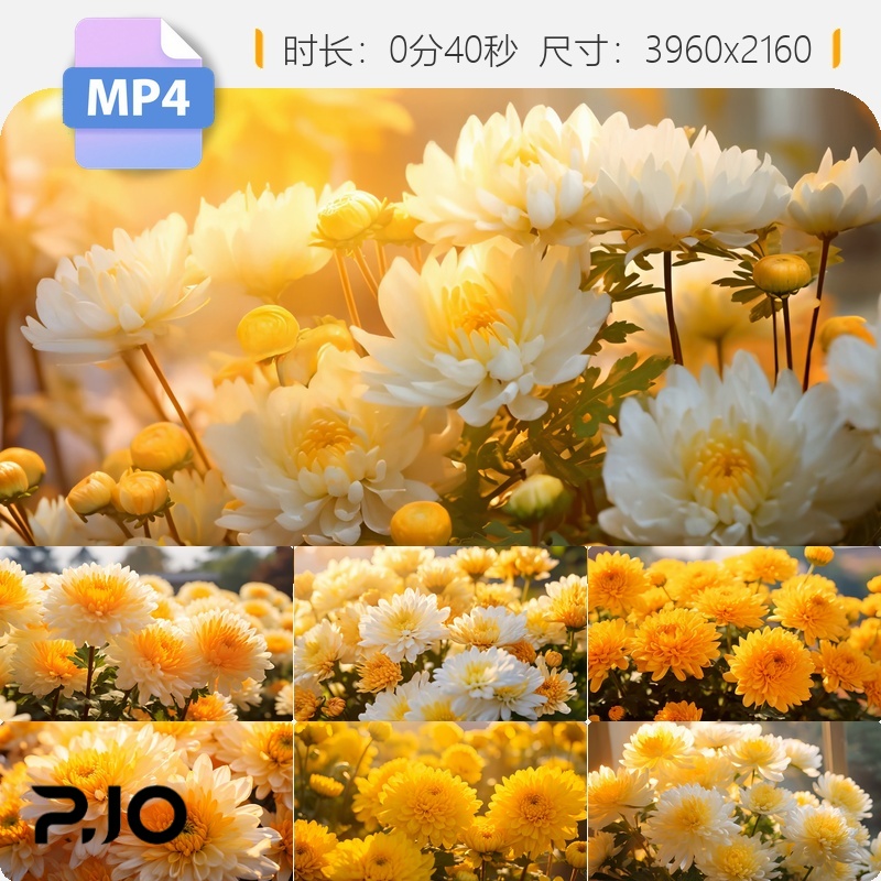 高清菊花雏菊花海金丝皇菊种植基地4k逆光特写盛开视频素材