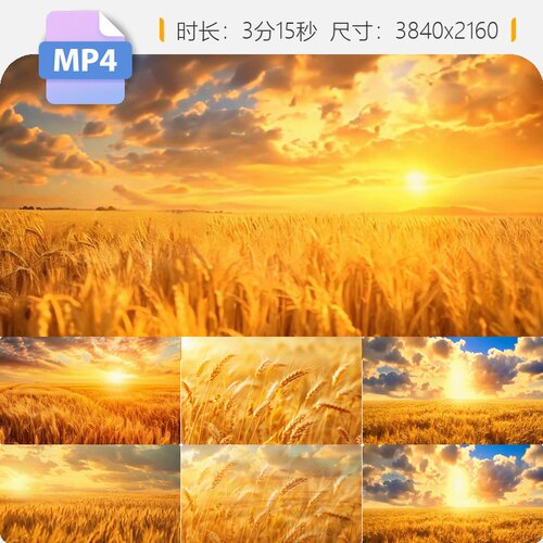 高清舞蹈丰收麦田小浪农业三子唯美秋天粮食晚会LED大屏视频素材