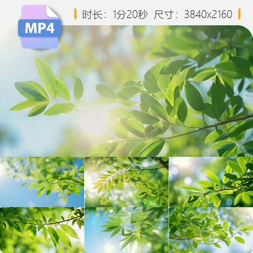 高清夏日树叶随风飘动近景特写逆光文艺小清新治愈青春电视频素材
