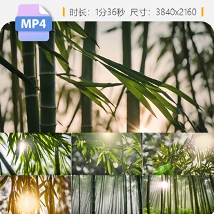 高清竹海清晨竹林云雾仙境穿过丁达尔光唯美仰拍山景空镜视频素材