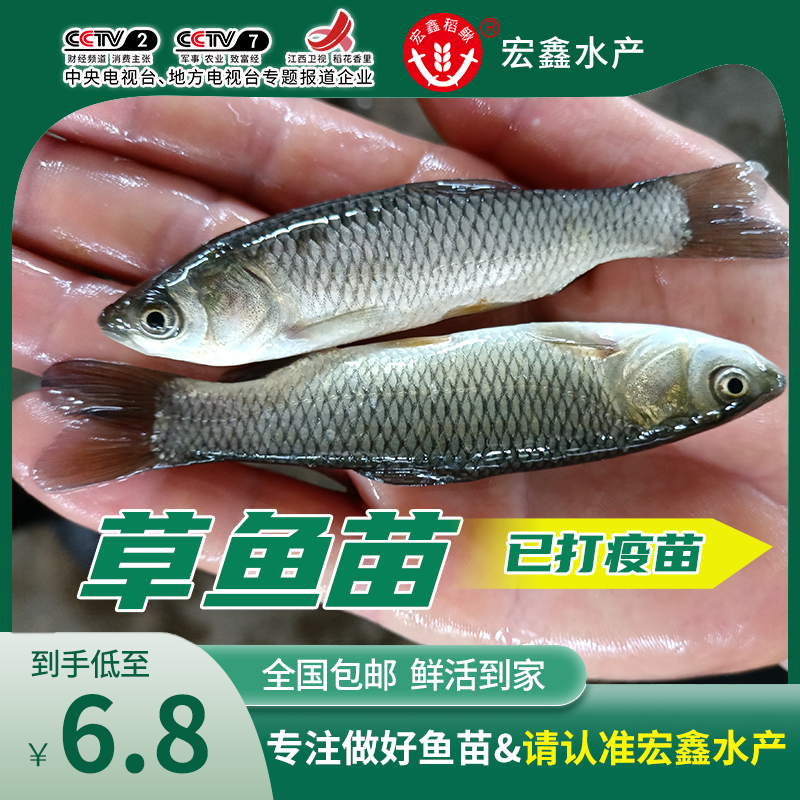 优质大草鱼苗皖鱼苗活体鱼苗小鲤鱼鲫鱼苗龙鱼活体饲料包邮四大家