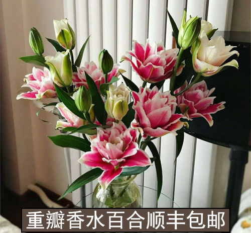 云南基地直发香水百合花鲜花瓶插重瓣百合鲜花室内鲜切花顺丰包邮