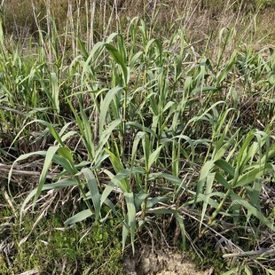 芦竹浙江 搭架子易活繁衍快庭院造景湿地公园绿化芦竹根芦竹杆
