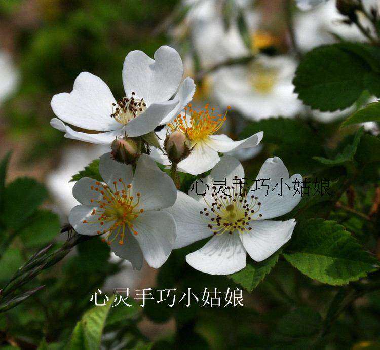 可扦插白刺玫刺梨花野生蔷薇