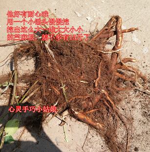 苎麻苗 苎麻根 苎麻苗叶子可以做糯米团子 苎麻根