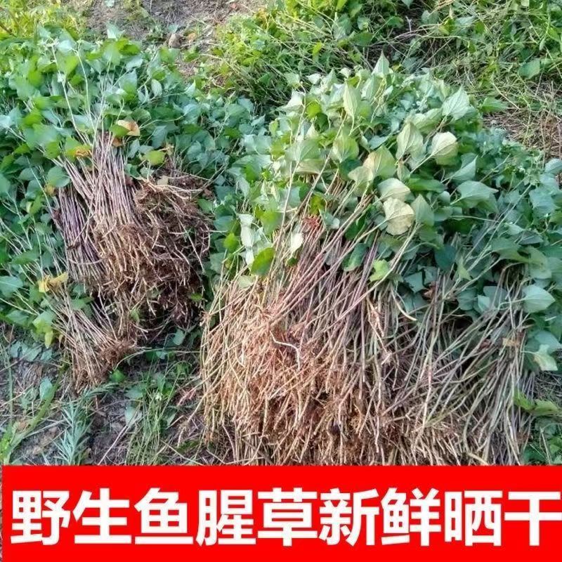 野生鱼腥草消炎新鲜晒干中药材鱼腥草