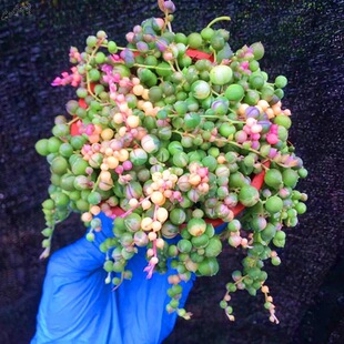 佛珠锦多肉植物珍珠吊兰室内阳台防辐射净化空气新手好养花卉盆栽