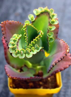 落地生根不死鸟锦多肉植物