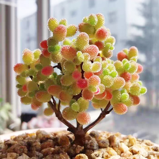 多肉植物枝干番杏冰晶番杏钻石糖球七彩蜜橘懒人好养办公室内阳台