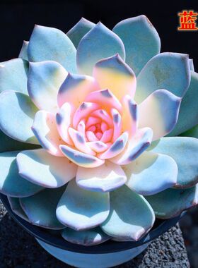 进口蓝鸟多肉植物稀有糖心蓝色肉肉带盆带土室内好养易活多肉盆栽