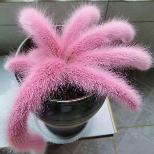 新品种稀有粉九尾狐多肉长毛盆栽