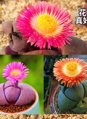 超萌多肉植物元宝帝玉开花肉肉植物组合盆栽花卉阳台室内趣味好养