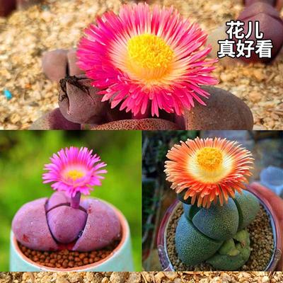 红帝玉绿帝玉肉锥多肉新手好养活