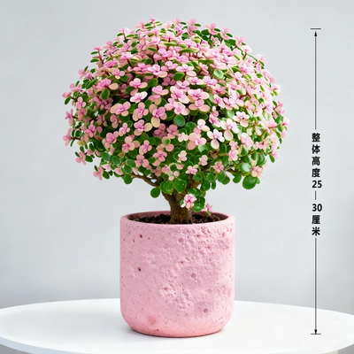 金枝玉叶开花多肉植物盆栽好养活