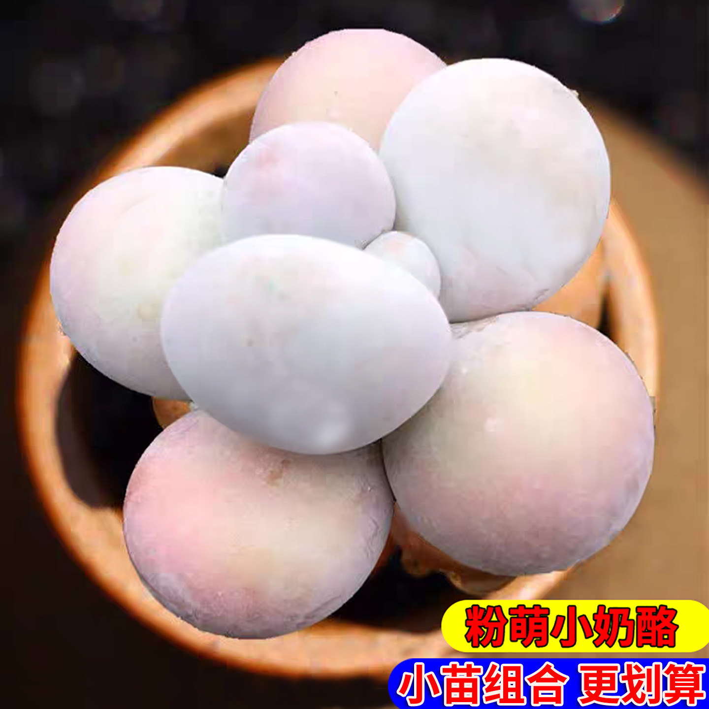 粉萌小奶酪多肉植物组合小苗桃蛋婴儿手指汤圆阳台易养净化空气