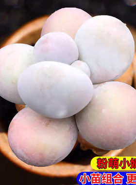 粉萌小奶酪多肉组合小苗易养