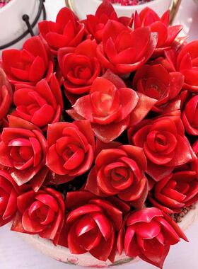 【招财多肉植物】玫瑰火祭稀有大红色好养办公室盆栽花卉新手好养