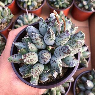 稀有多肉植物海豹群生水泡系列室内阳台超萌肉肉花卉绿植盆栽好养