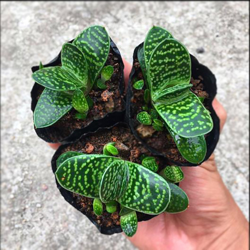 多肉植物子宝元宝花室内桌面造型