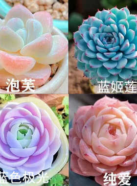 高端精品云南多肉植物蓝色极光室内阳台美观净化空气盆栽绿植好养