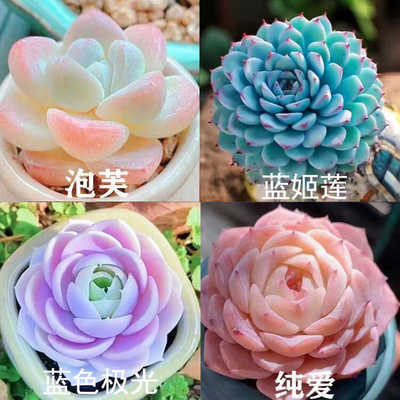 含盆云南美观阳台绿植蓝色极光