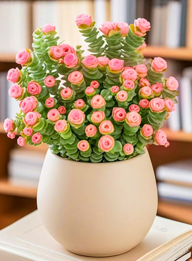 招财多肉植物彩色钱串盆栽办公室内桌面花卉好养活美观带盆带土