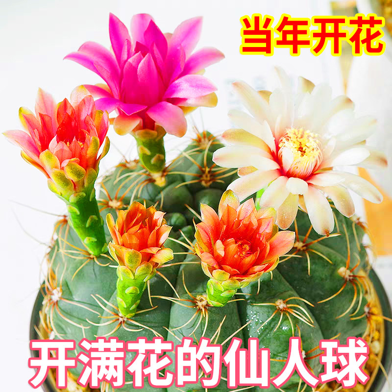 绯花玉仙人球盆栽四季开花图片