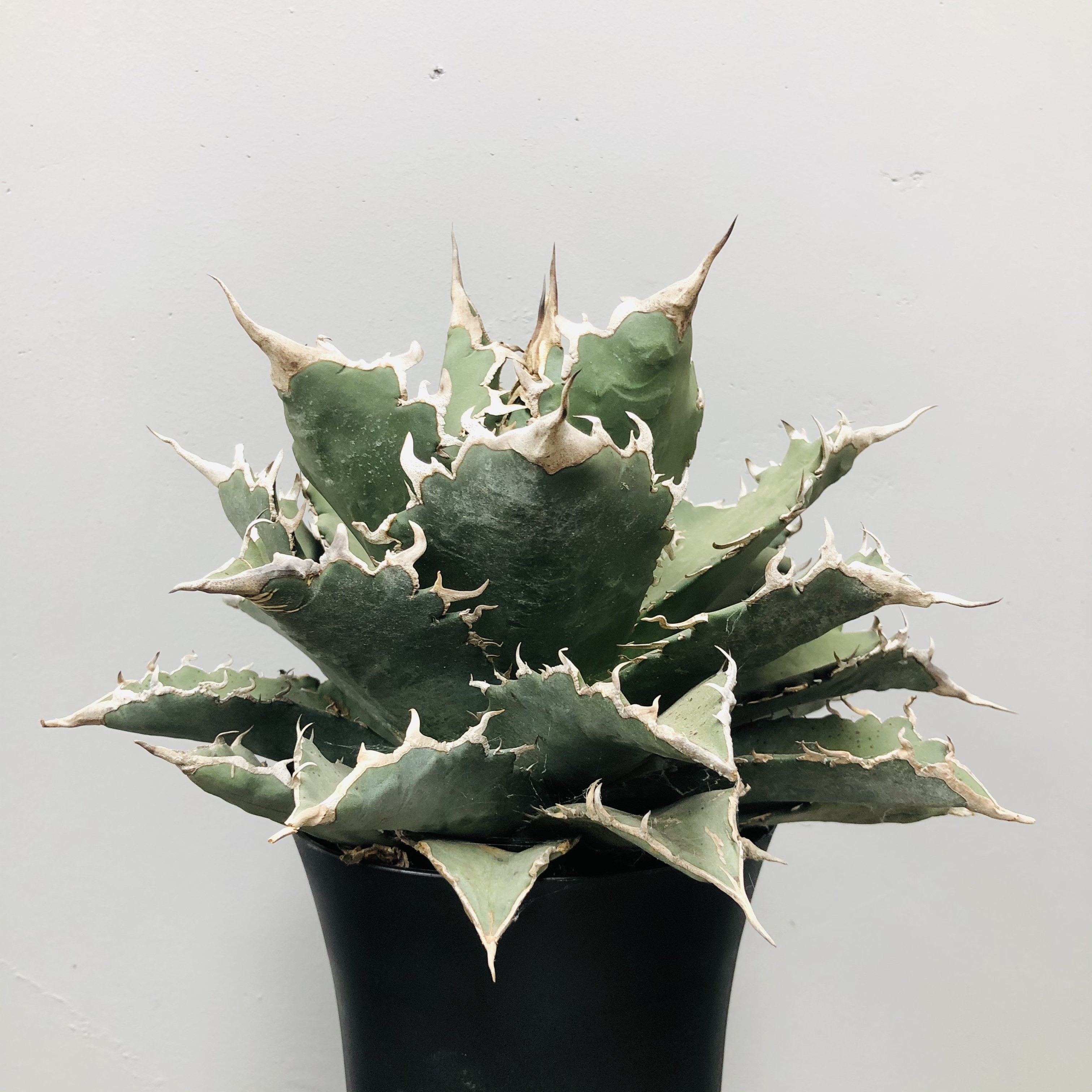 白鲸.福建白鲸仁王冠狂刺夕映仁王冠 Agave titanotaGentry季节锦