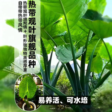 巨型象耳芋庭院大型观叶植物野芋苗阳台盆栽水培耐阴花卉